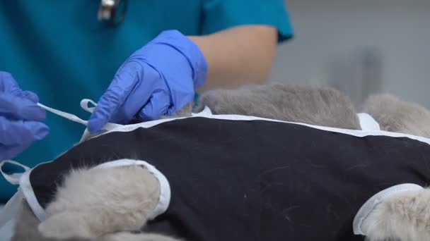 Dierenarts die na chirurgie kleding op kat, gesteriliseerde huisdier herstel, close-up zetten — Stockvideo