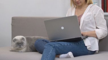 Kız kanepede oturan laptop çalışan, dinlenmek için kedi okşayarak, Anti-stres ipuçları