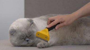 Kadın el saç deshedding aracı ile İskoç kat kedi tarak, kalıplanma