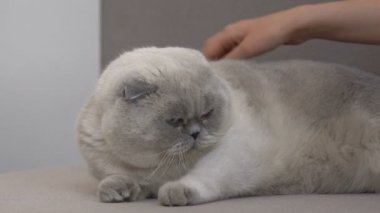 Kadın el okşayarak sevimli İskoç kat kedi, bakım ve aşk için evcil hayvan kapatmak