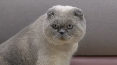 Kalın kürk giyen pire yaka, haşere kovucu, Pet sağlık bakım ile saf kedi