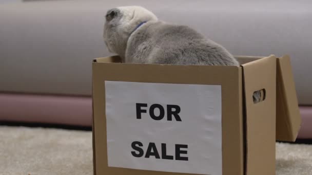 Cat en venta saltando de la caja, vieja mascota abandonada por los propietarios, concepto de adopción — Vídeos de Stock