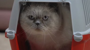 Sakin kedi taşıma rahatça taşıyıcı, güvenli Pet seyahat köpek kulübesi oturan