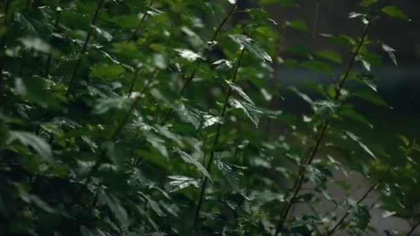 Σταγόνες βροχής που πέφτουν σε πράσινα φύλλα του θάμνο στον κήπο κοντά, γεωργία — Αρχείο Βίντεο