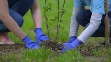 Birlikte ağaç dikme iki gönüllü, çevre projesi katılımı