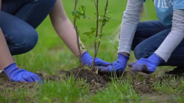 Wanita muda dan anak perempuan menanam semak di taman, konservasi hutan, satwa liar — Stok Video