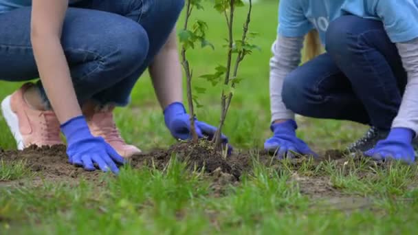 Lycklig kvinnlig volontär leende till dotter plantering träd i skogen, ekosystem — Stockvideo