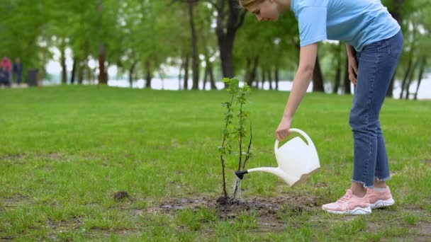 Young woman with watering can taking care of tree, environmental volunteering — Stock Video