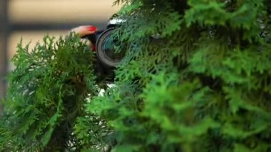 Ağaçların arkasında kamera tutan kadın elleri, özel dedektif soruşturması