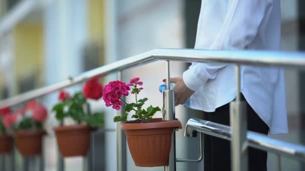 Mujer regando flores en el balcón, cuidando el apartamento, primer plano — Vídeos de Stock