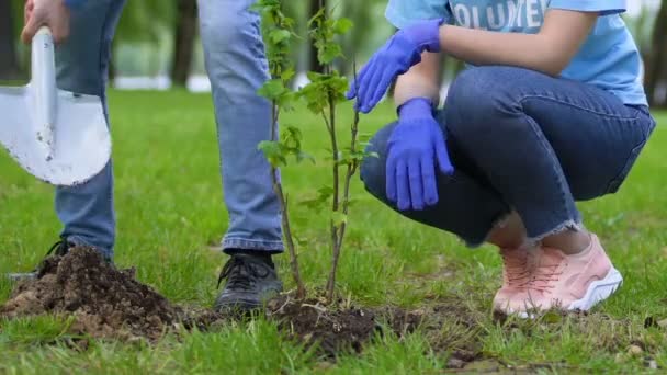 Dois voluntários plantando árvore no parque, conservação da natureza, projeto de reflorestamento — Vídeo de Stock