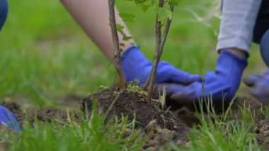 Gülümseyen küçük kız ve kadın parkta ağaç dikme, çevre gönüllülük