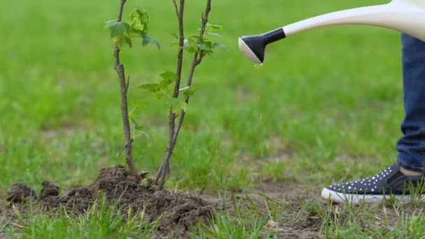 Eco aktivist vattning träd planta i Park social återbeskogning projekt, ekologi — Stockvideo