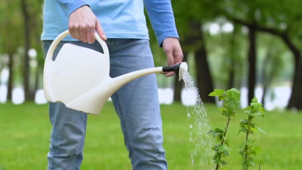 Mannelijke vrijwilliger water boom Sapling in Park, natuur zorg milieubescherming — Stockvideo