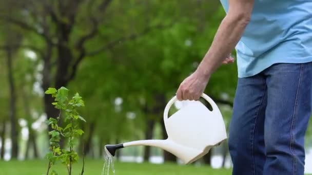 快乐的老人在公园里浇水树苗，触摸灌木叶，生态 — 图库视频影像