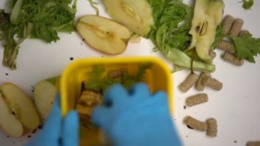 Biyolojik olarak parçalanabilir atıklar toplayan eldivenli bayan eller, organik madde geri dönüşümü