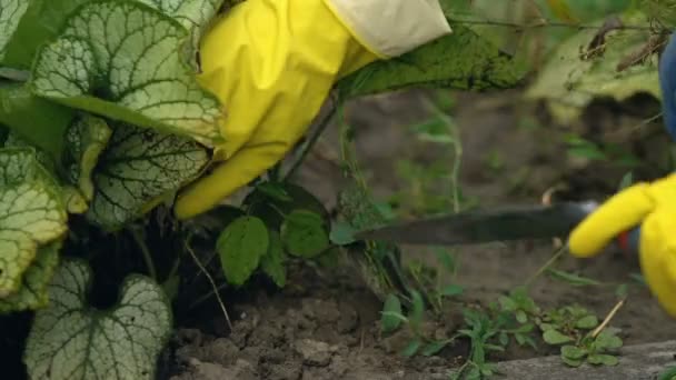 Frau in gelben Gummihandschuhen gärtnern mit Schaufel, Pflanzen anbauen, Hobby — Stockvideo