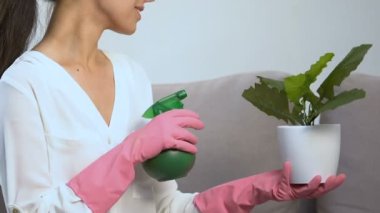Eldiven ev hanımı sprey ile saksı çiçek yaprakları sulama, bakım bitkileri
