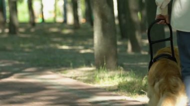 Görme engelli insanlar için rehber köpek yardımı ile parkta yürüyen kör adam