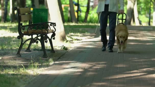 Людина з вадами зору, що ходить в парку зі своїм спеціально навченим собакою, допомога — стокове відео