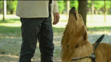 Adam eğitim rehberi köpek, gıda ile teşvik, özel evcil hayvan okul, köpek işleyicisi