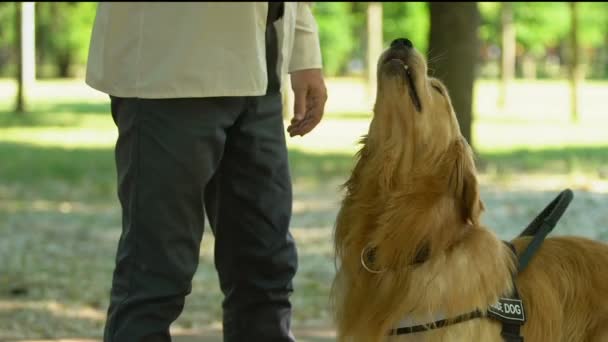 Hombre adiestramiento perro guía, alentador con comida, escuela de mascotas especiales, manejador de perros — Vídeos de Stock