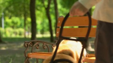 Kör adam parkta bankta dinleniyor dost rehber köpek okşayarak, yardım