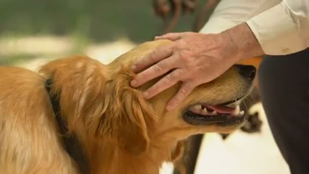Mãos de homem maduro acariciando e arranhando cão bonito, andar no parque, close-up — Vídeo de Stock