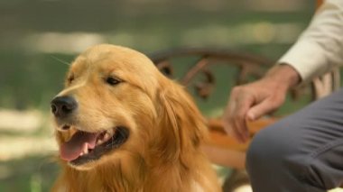 Parkta bankta dinlenen köpeğini okşayıp okşakan yaşlı adam, en iyi arkadaşlar, yardım