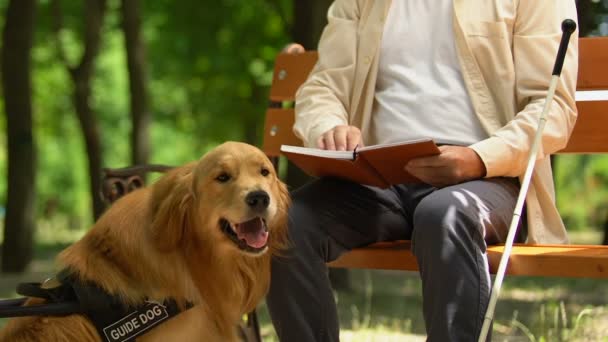Guide dog guarding elderly blind man reading book in Braille sitting in park — Stock Video