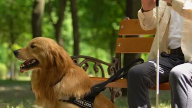 Görme bozukluğu olan kıdemli adam rehber köpek ele alarak ve yürüyerek
