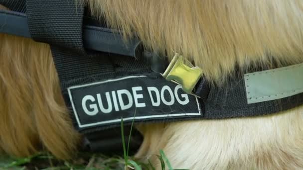 Κατοικίδιο ζώο με οδηγό επιγραφή στο κολάρο που βρίσκεται στο γρασίδι, ειδικά εκπαιδευμένο σκύλους — Αρχείο Βίντεο