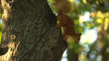 Ağaçta zıplayan tüylü sincap, vahşi doğa yaşayan, biyolojik rezerv bölgesi.