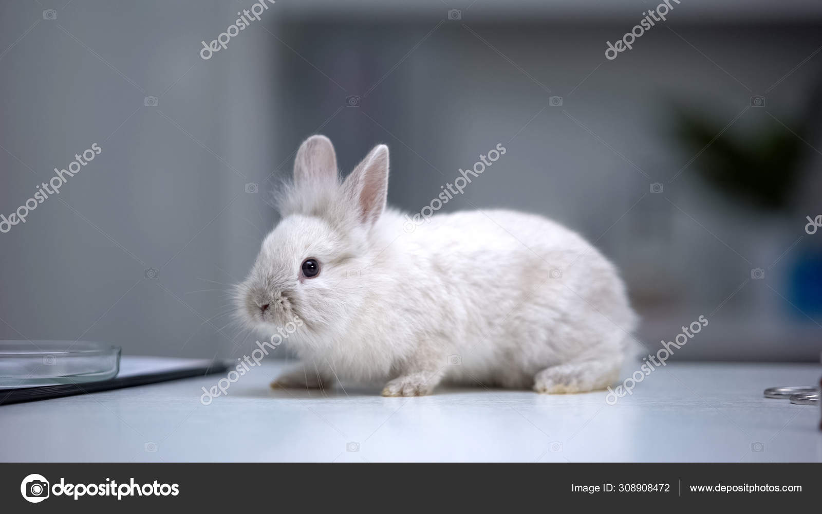 ウサギ写真素材 ロイヤリティフリーウサギ画像 Depositphotos ウサギ写真素材 ロイヤリティフリーウサギ画像 Depositphotos