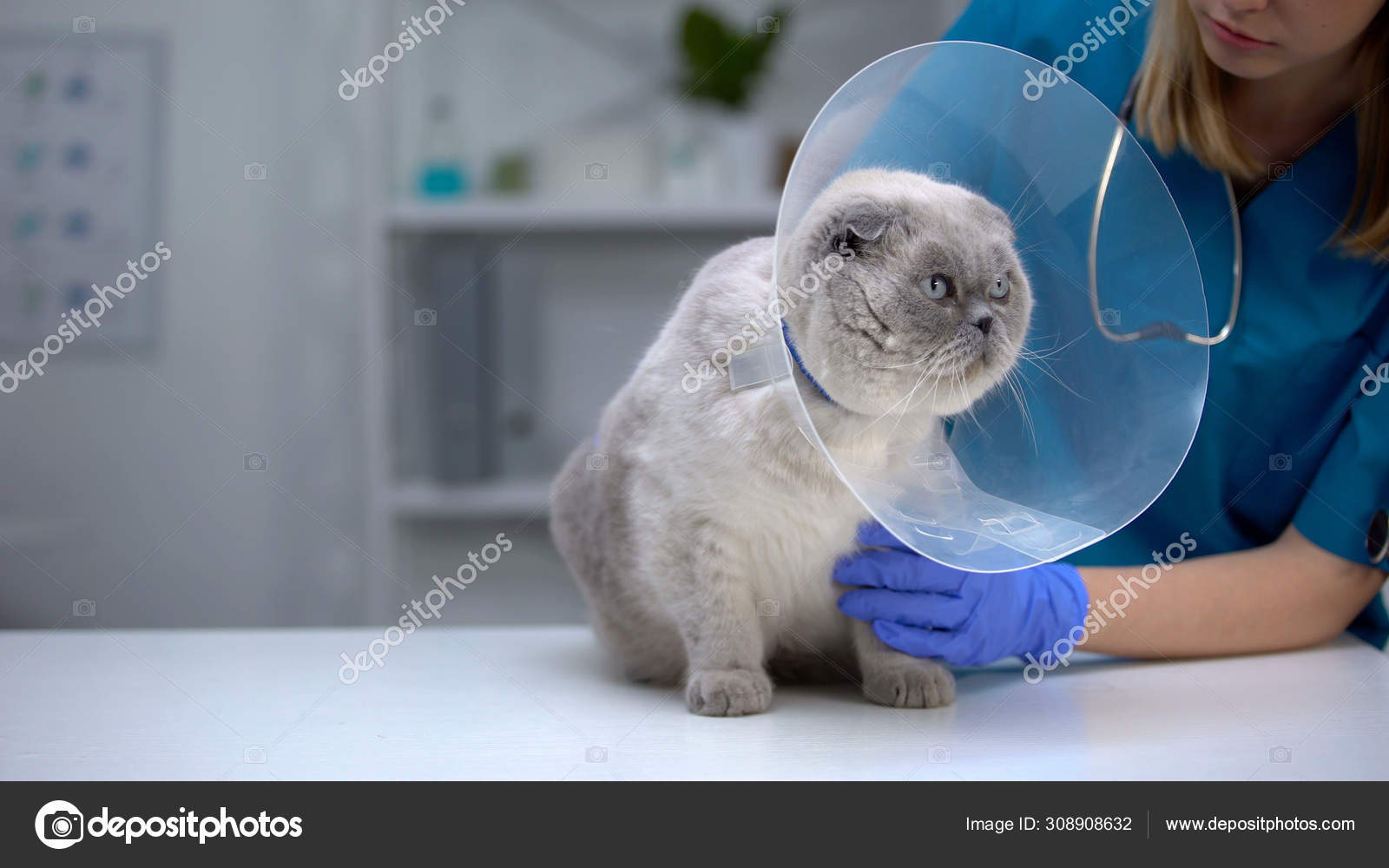 Castration Chat Images Libres De Droit Photos De Castration Chat Depositphotos