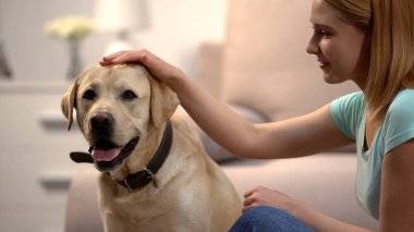 Sarışın kadın evde güzel labrador retriever köpek okşayarak, güzel ev evcil hayvan