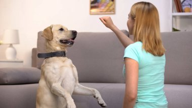 Glad pet sahibi köpek komutları öğretim, övgü veya gıda siyanoloji kibble tutarak