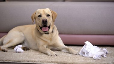 Komik labrador retriever köpek yırtık kağıt, kötü davranış ev evcil hayvan yakınında yalan