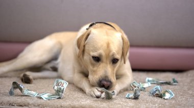 Yaramaz safkan köpek dolar banknotlar çiğneme, ev evcil hayvan disiplin eksikliği