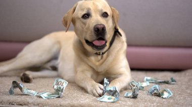 Masum labrador retriever köpek çiğnenmiş dolar banknotlar arasında yalan, yaramazlık