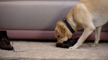 Yaramaz soylu köpek çiğneme kadın sahibi ayakkabı, evcil hayvan yaramazlık, disiplin