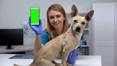 Yeşil ekran telefon gösteren Gülümseyen hayvan kliniği doktor, online evcil hayvan checkup uygulaması