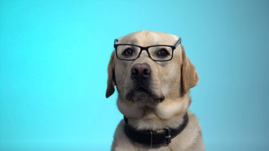 Kamera, mavi arka plan, şaka için poz gözlük Komik köpek profesör