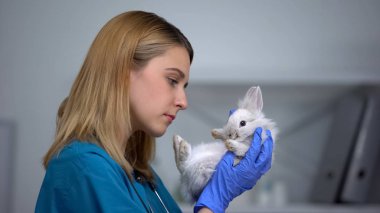 Kadın veteriner tavşan kürk ve mide, tam evcil hayvan fiziksel kontrol muayene