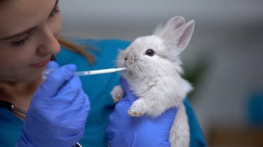 Vet giving rabbit medications with pipette, antibiotics or anthelmintic drugs clipart