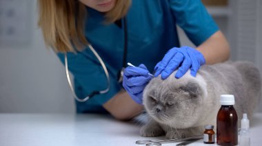 Enfeksiyonu önlemek için kedi kulağının temizlenmesi, mİt'lerin tedavisi, hijyen prosedürü