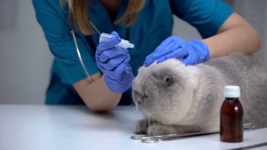 Antibiyotik kulak damlaları ile mites için kedi tedavisi Veteriner, enfeksiyon önleme