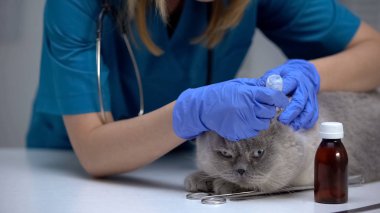 Kedi kulaklarında veteriner bırakma ilaçları, kene önleme ve tedavi