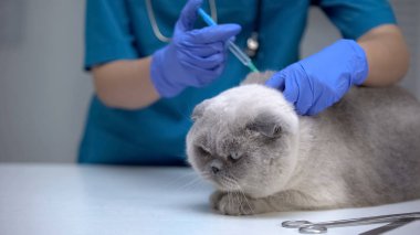 Veteriner enjekte kedi, kuduz karşı aşı yapıyor, lösemi önleme closeup