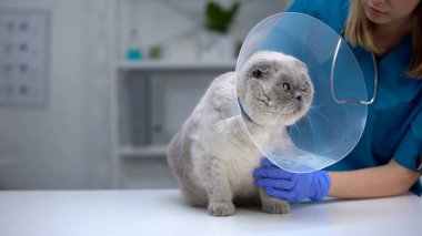 Vet checking cone collar on cat neck, pet anxious in uncomfortable funnel clipart